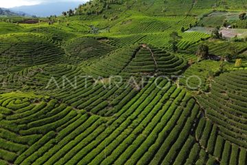 Kawasan wisata kebun teh di kaki Gunung Talang