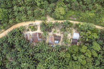 Permukiman Suku Batin Sembilan di tengah perkebunan sawit