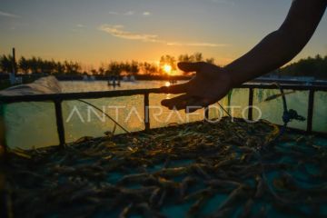 Proyeksi nilai pasar udang global naik dua kali lipat