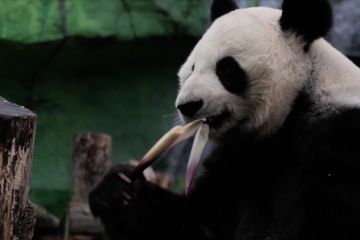 Keluarga panda jadi daya pikat utama pengunjung Kebun Binatang Moskow