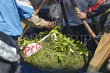 Wangi emas hijau dari kaki Gunung Kerinci