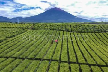Wangi emas hijau dari kaki Gunung Kerinci