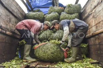 Wangi emas hijau dari kaki Gunung Kerinci
