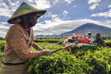 Wangi emas hijau dari kaki Gunung Kerinci
