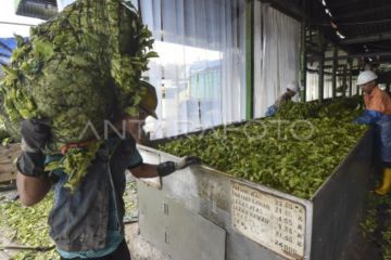 Wangi emas hijau dari kaki Gunung Kerinci