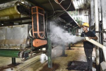 Wangi emas hijau dari kaki Gunung Kerinci