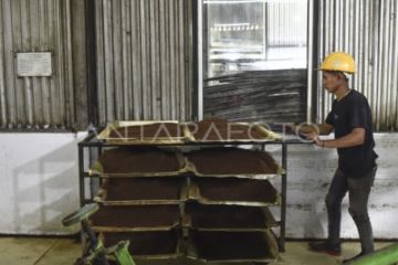 Wangi emas hijau dari kaki Gunung Kerinci