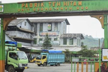 Wangi Emas Hijau dari Kaki Gunung Kerinci