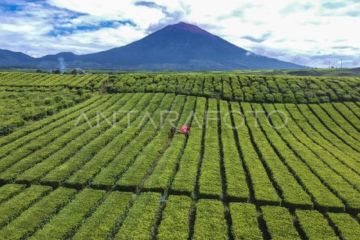 Wangi Emas Hijau  dari kaki Gunung Kerinci
