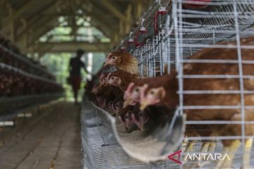 BUMDes kelola peternakan ayam petelur