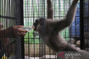 Penyelamatan Owa Jawa hasil serahan warga