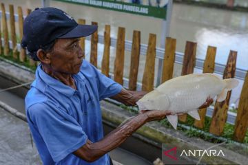 Ikan Sinyonya endemik Pandeglang tembus pasar ekspor