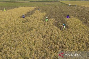 Produksi padi Jawa Barat meningkat