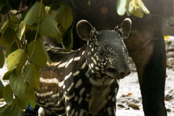 Bandung Zoo siap sambut bayi Tapir Langka! Tinuk segera lahirkan di akhir 2025