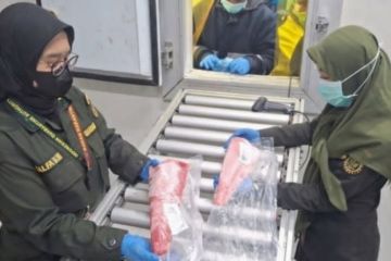 Karantina Malut periksa 25 ton tuna loin tujuan Surabaya