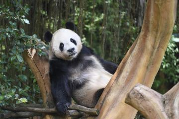 Pesona budaya China pikat pengunjung Istana Panda di Taman Safari