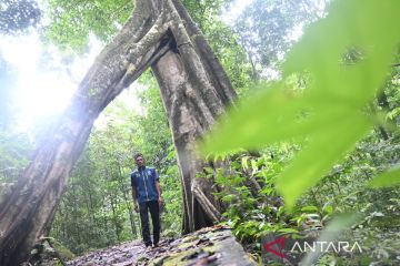 Kalsel paparkan strategi pulihkan lahan kritis, kurangi emisi karbon