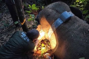 BKSDA pasang alat pelacak posisi gajah liar lanskap Gunung Leuser 