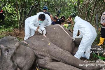 Gajah betina berusia 45 tahun mati di Taman Nasional Way Kambas