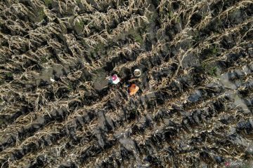 Panen dini jagung terdampak cuaca di Nganjuk