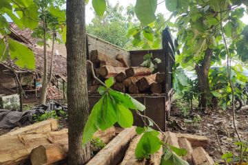 Perhutani dan Polres Madiun tangkap tiga terduga penjarah kayu jati