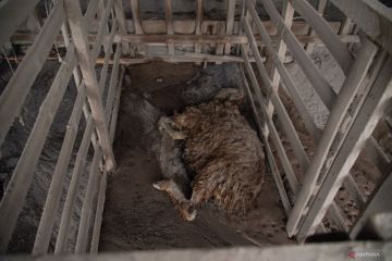 Ternak terdampak erupsi Gunung Semeru