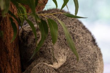 Album Asia: Mengintip suaka koala ikonis di Australia