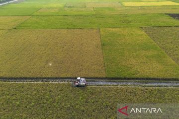 Target produksi beras nasional 2026