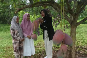 Wisata petik buah mangga garifta