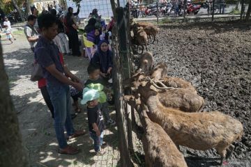 Wisata penangkaran rusa di Tulungagung