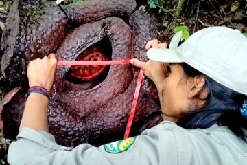 BRIN lakukan penelitian bunga Rafflesia di Palupuh, Sumbar