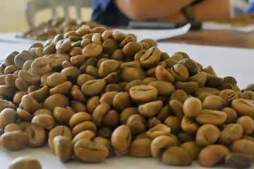 LMDH Perhutani KPH Kedu Utara hasilkan 161 ton kopi kering