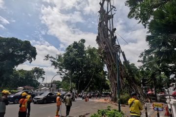 Pemkot pangkas pohon berusia 70 tahun di dekat Istana Bogor