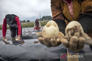 Penanaman perdana kentang industri di Kabupaten Bandung Barat