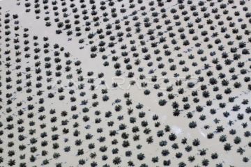 Perkebunan sawit terdampak banjir di Agam