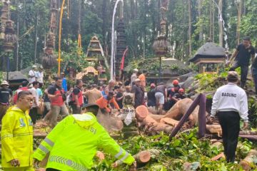 Polisi: Pemandu wisata meninggal tertimpa pohon di Objek Wisata Sangeh