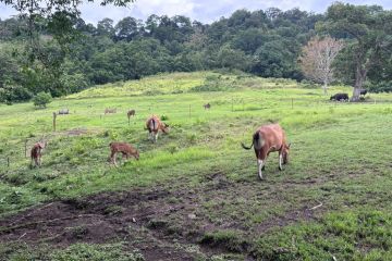 BBKSDA sebut banteng jawa di Pangandaran jadi daya tarik wisata