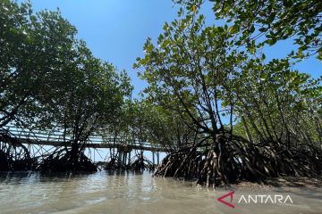 DLH Indramayu menggencarkan program konservasi mangrove di daerah pesisir