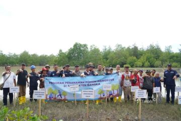 PT Timah tanam 5.000 mangrove di Pantai Takari Bangka