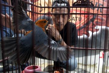 Lomba burung berkicau di Malang