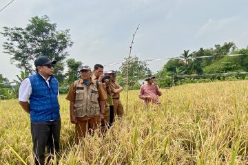 PT PII perkuat kapasitas petani Karawang untuk produksi beras sehat