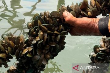 Pemkot Cirebon membantu nelayan tingkatkan produksi kerang hijau