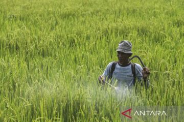 Realisasi anggaran ketahanan pangan