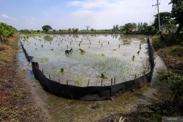 Upaya pengendalian hama tikus