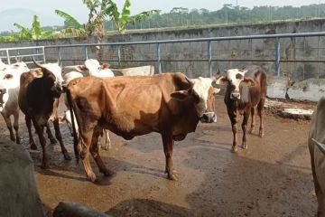 Persediaan daging sapi di Lebak jelang Natal-tahun baru aman