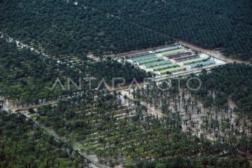 Kawasan perkebunan sawit di Pasaman Barat masih terendam banjir