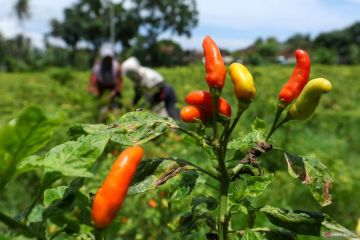 Kenaikan harga cabai jelang Natal dan Tahun Baru