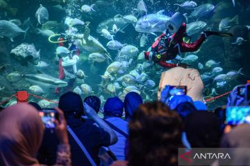 Saat Sinterklas memberi makan ikan pari