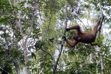 Bertamu ke rumah orang utan liar Kalimantan