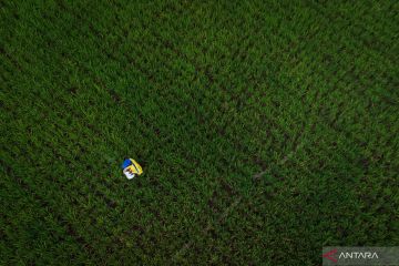 Alokasi Pupuk Subsidi Sumatera Barat